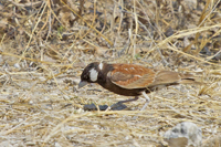 Eremopterix leucotis